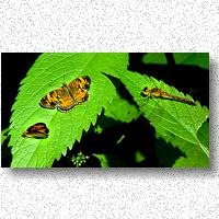 Crescent butterflies share color scheme with meadowhawk dragonfly