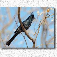Male Phainopepla sounds his soft call from tree tops