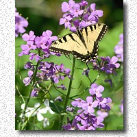 Phlox prefer the partial shade of the trees that border the prairie