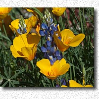 Gold Poppy and Lupine Flowers