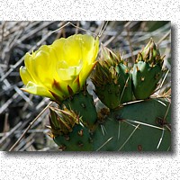 Prickly-pear Cactus