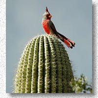 Pyrrhuloxia also known as a Silver Cardinal