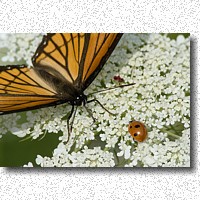 Queen Anne's Lace provides nectar for many insects like this Viceroy