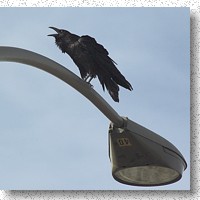 Common Raven