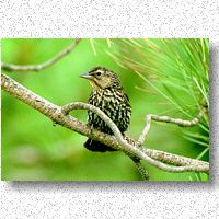 Young red-winged blackbird