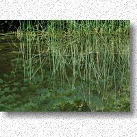 Reflections in Ground Water Pond