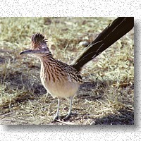 Curious Roadrunner checking me out