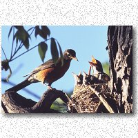 Young robins like worms