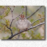 Rufous-winged Sparrow looking grumpy
