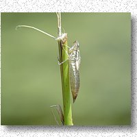 Cast skin left by dragonfly nymph