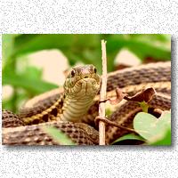 Garter snakes seem to look at their reflections in the camera lens