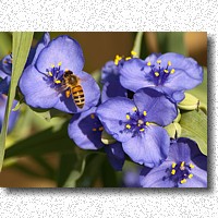 Spiderwort