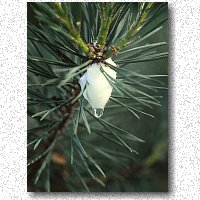 Spittlebugs are aptly named