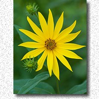 This Woodland Sunflower prefers the flood plane down by the Flint River