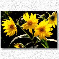 Wild sunflowers found along a Michigan roadside