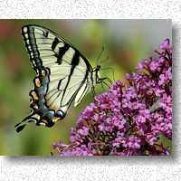 Eastern Tiger Swallowtail