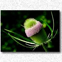 Teasel in bloom