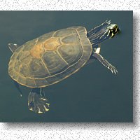 Painted Turtle basking in pond