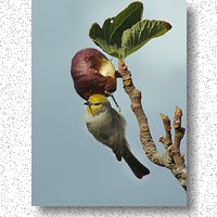 Verdin in a fig tree