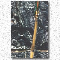 Click to see the full walkingstick 