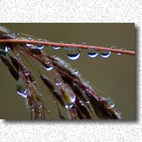 Waterdrops capture an inverted view of the tree line