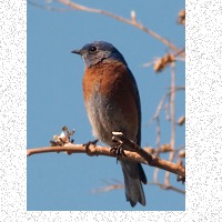 Western Bluebird catching morning sun