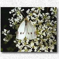 Cabbage white on queen anne's lace