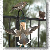 White-winged Doves