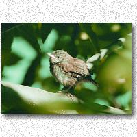 Young wren waiting for mother