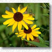 Yellow jacket visiting Black-eyed Susan